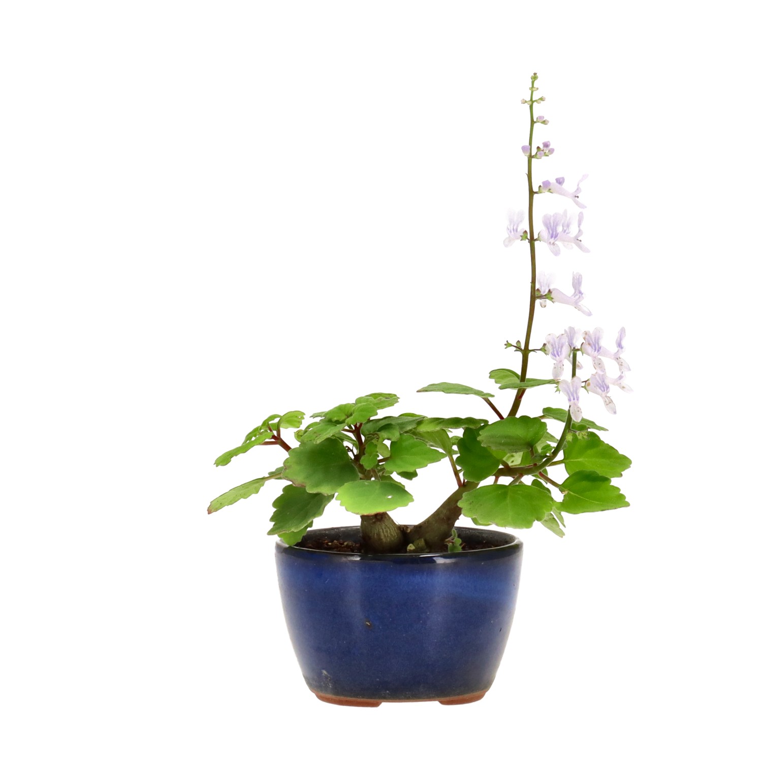 Slider Bild Slider Bild