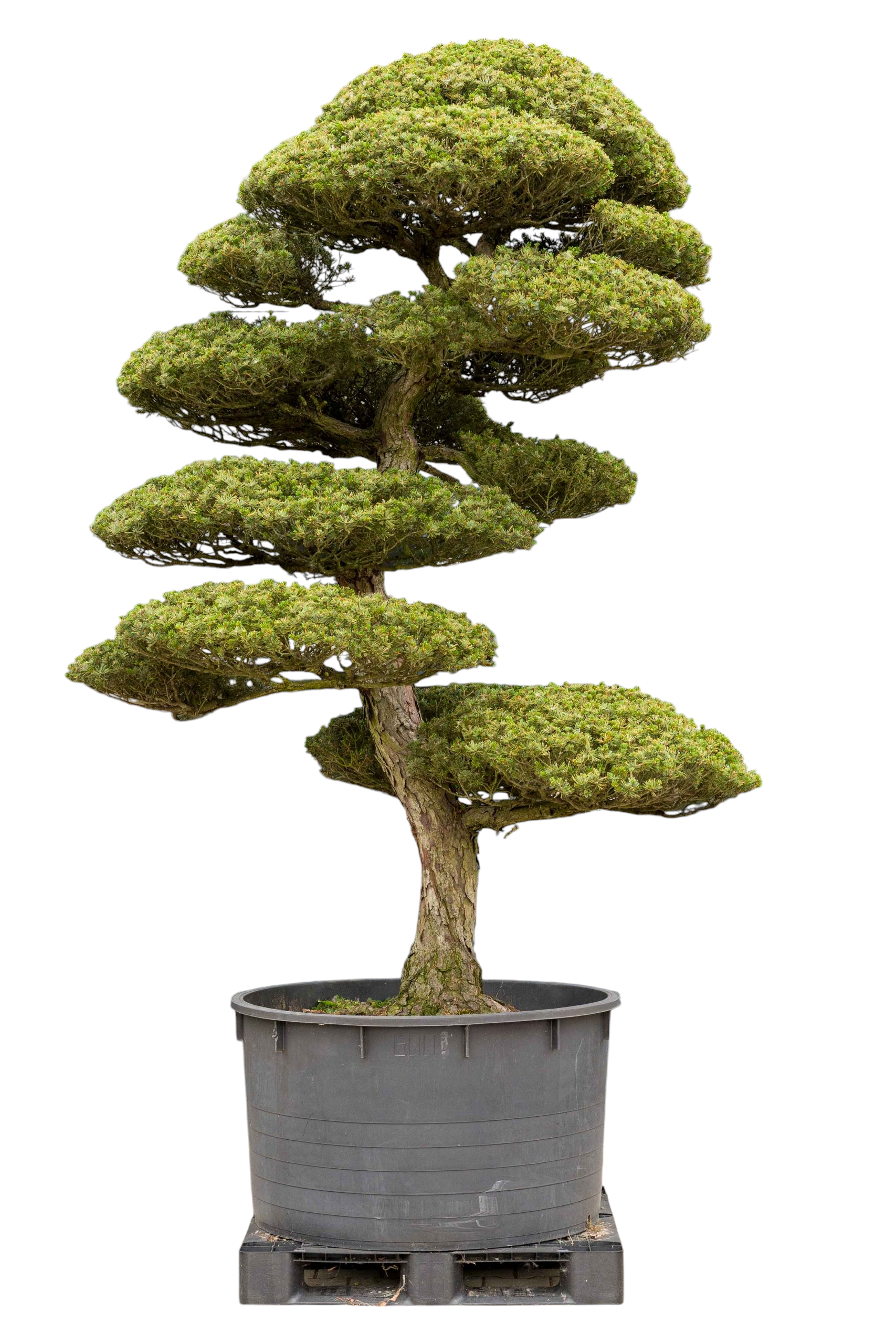 bonsai.fallbackImageTitle bonsai.fallbackImageTitle