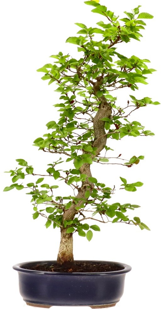 [L015] Korean Hornbeam, approx. 16 years