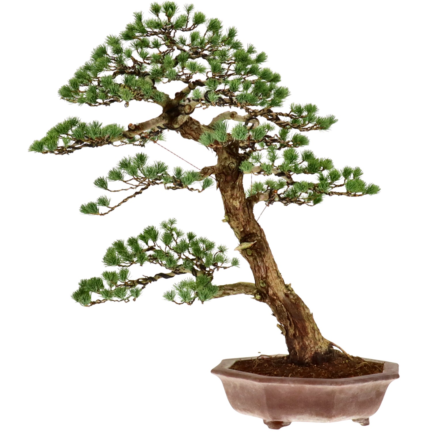 bonsai.fallbackImageTitle