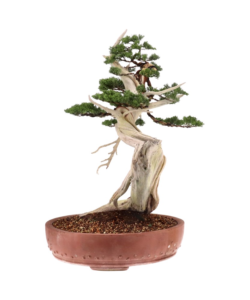 bonsai.fallbackImageTitle bonsai.fallbackImageTitle