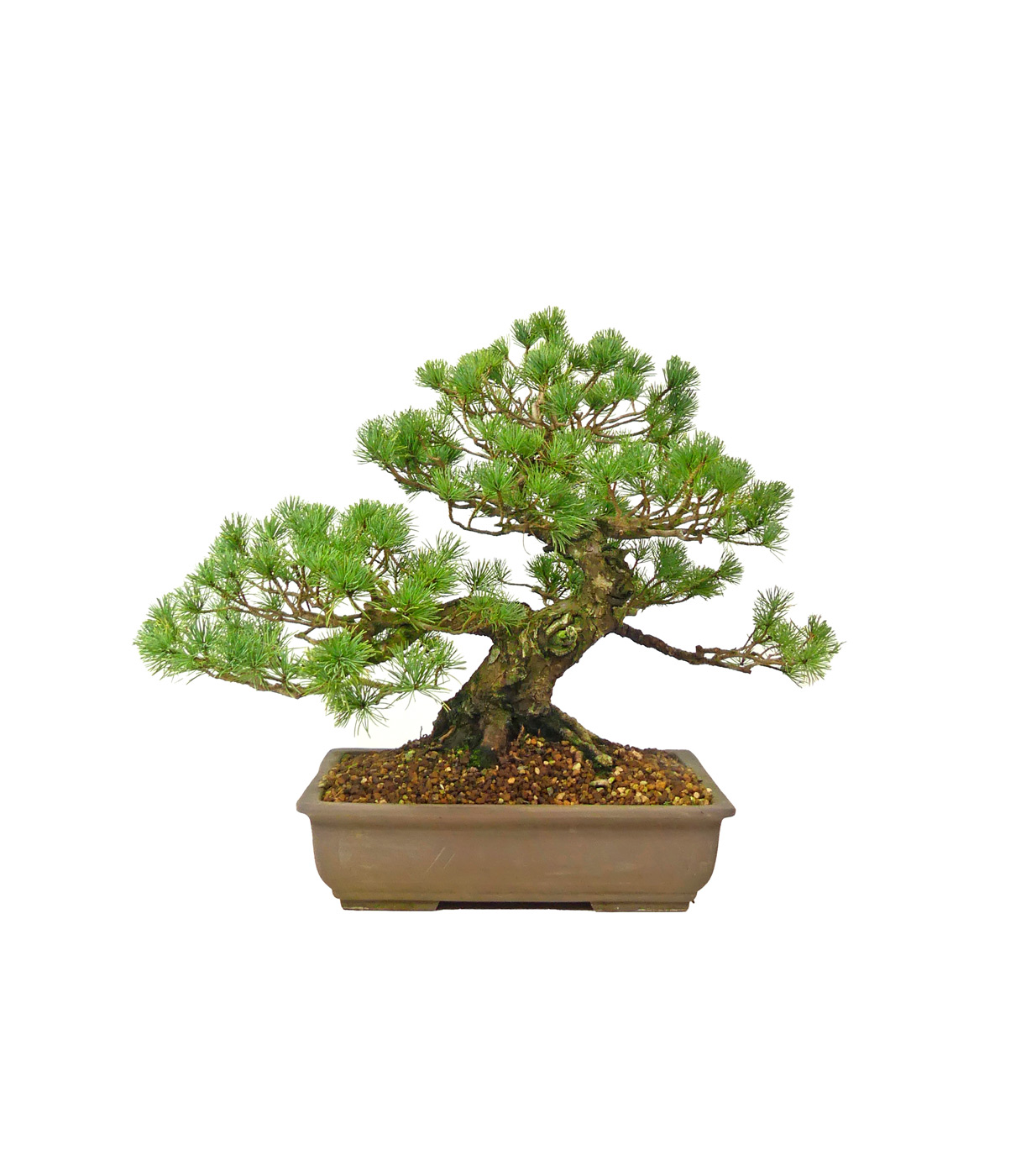 bonsai.fallbackImageTitle bonsai.fallbackImageTitle