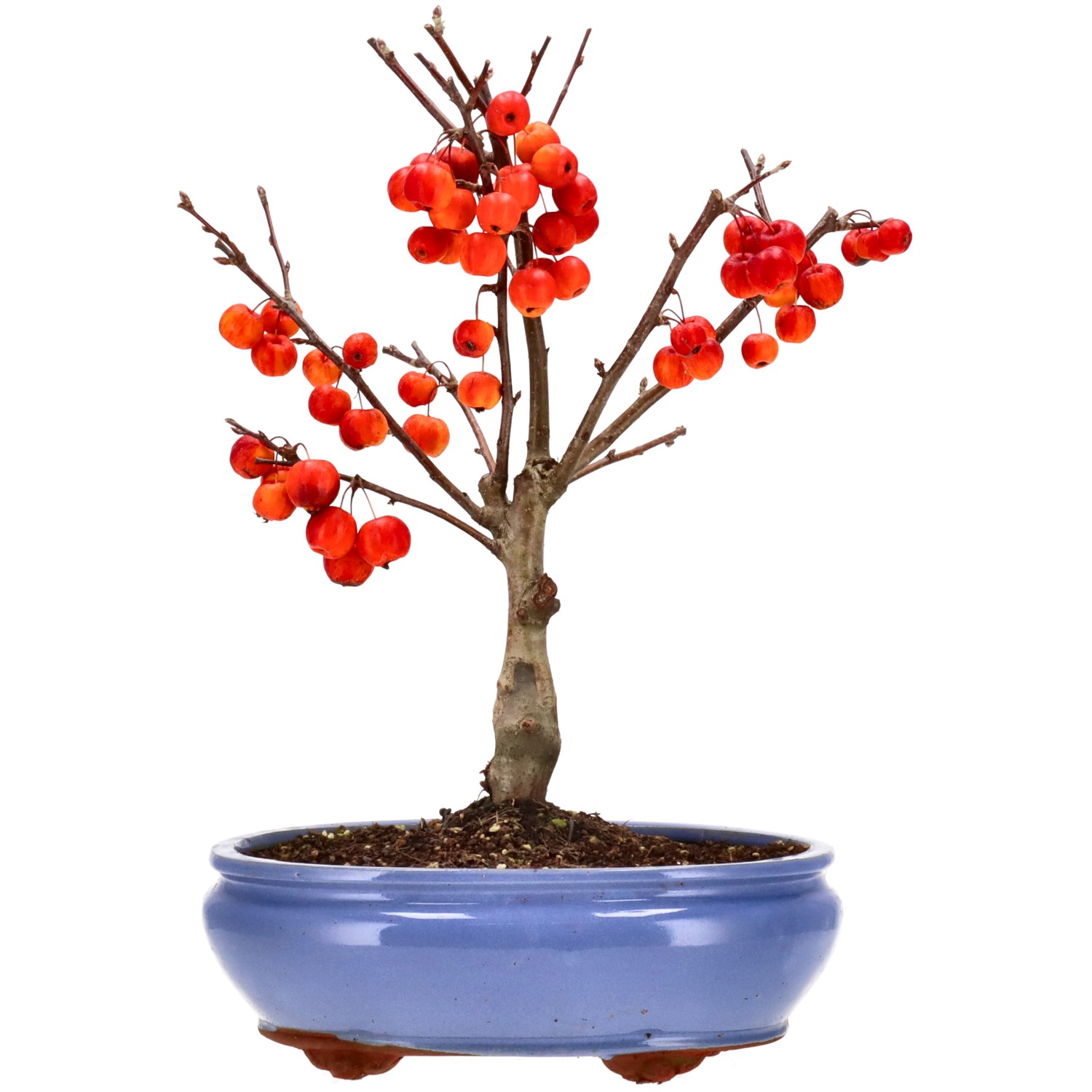 Pommier d’ornement, env. 12 ans (38 cm)