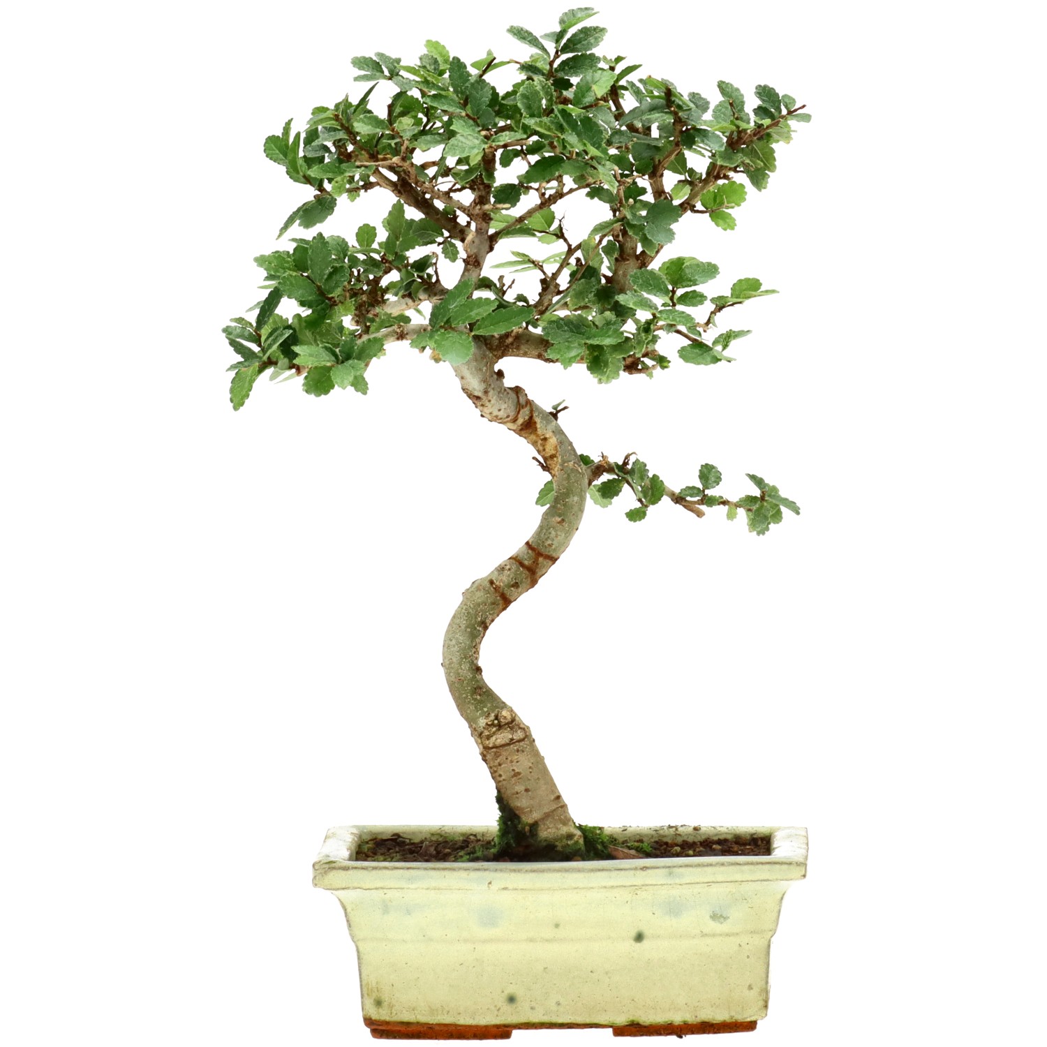 Olmo cinese, ca. 7 anni (26 cm)