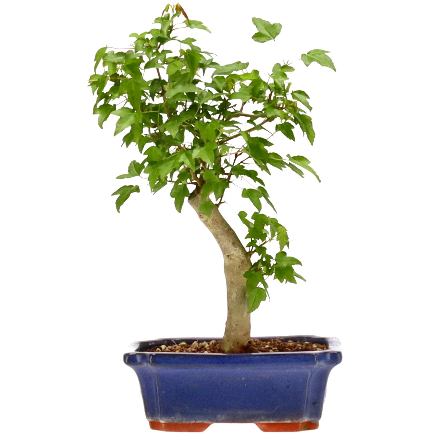 Érable trident, env. 9 ans (29 cm)