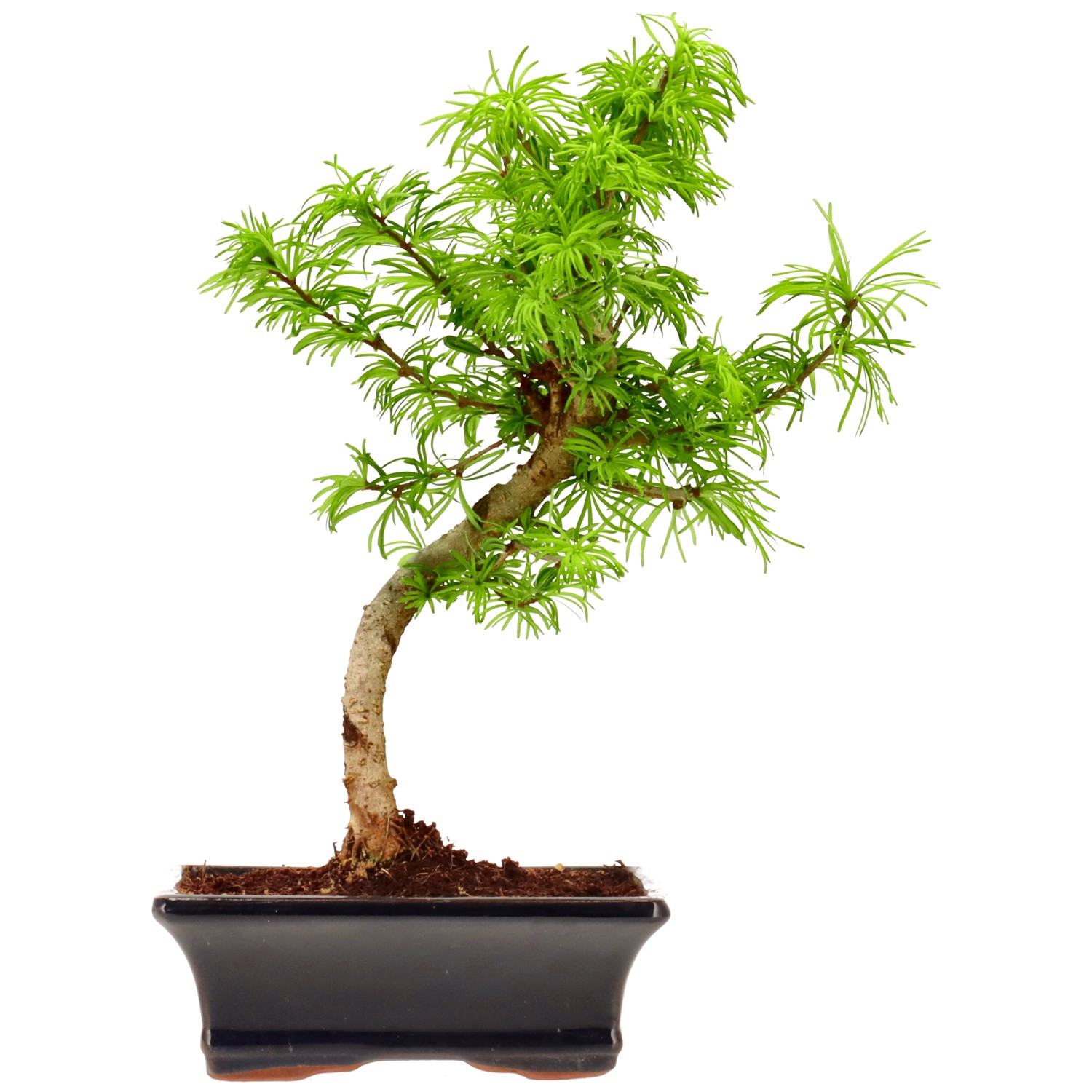 Falso alerce dorado, aprox. 10 años (32 cm)