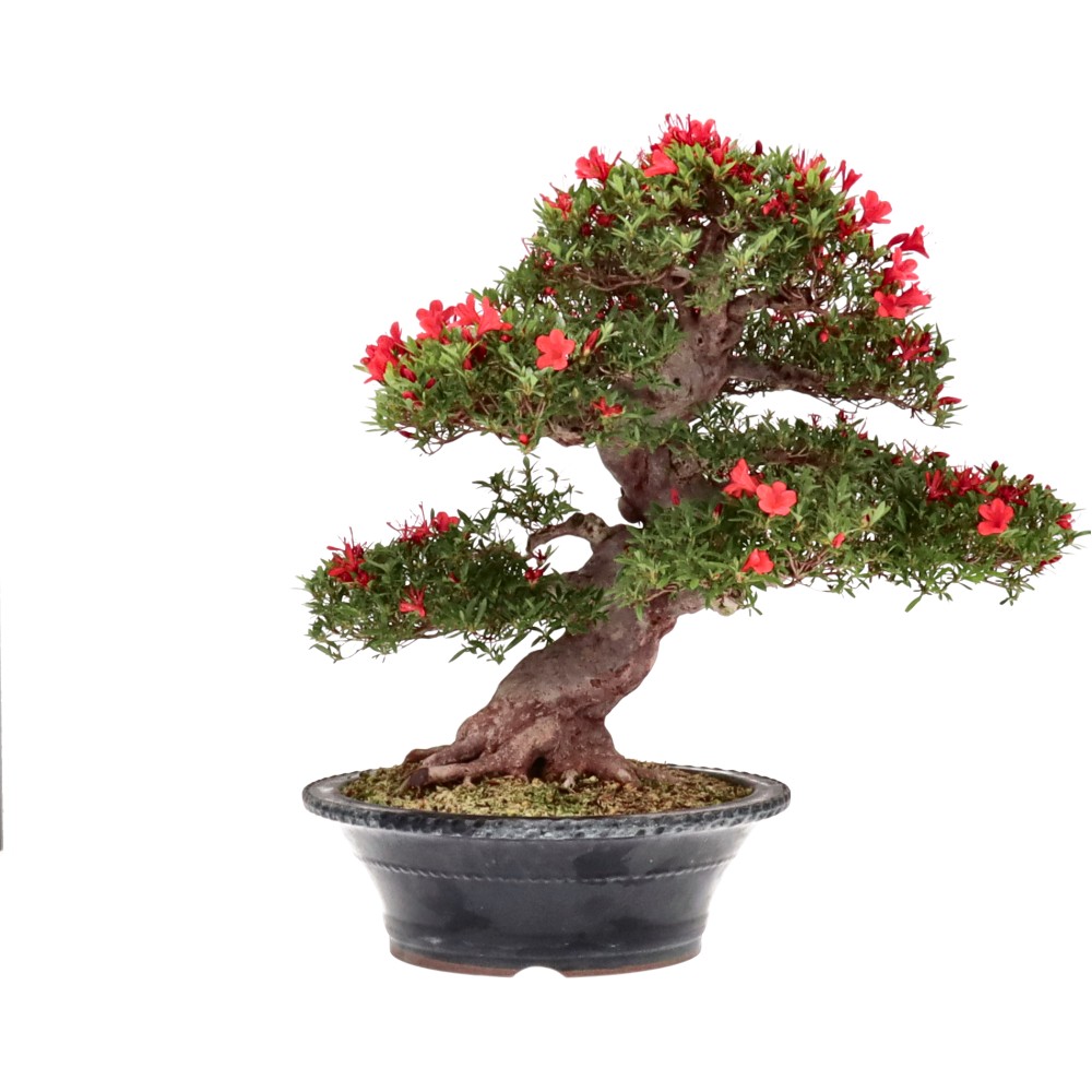 Azalea japónica, aprox. 35 años (63 cm)