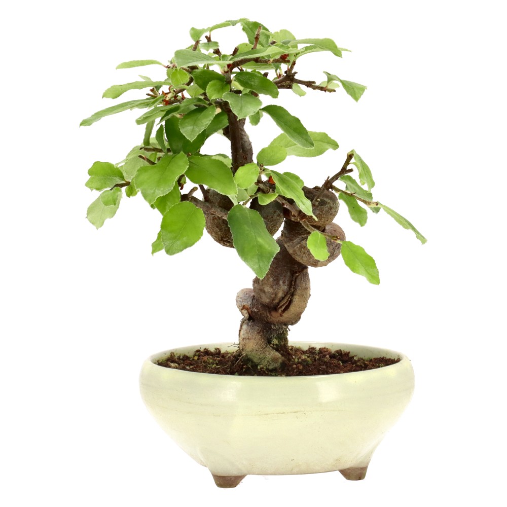 bonsai.fallbackImageTitle