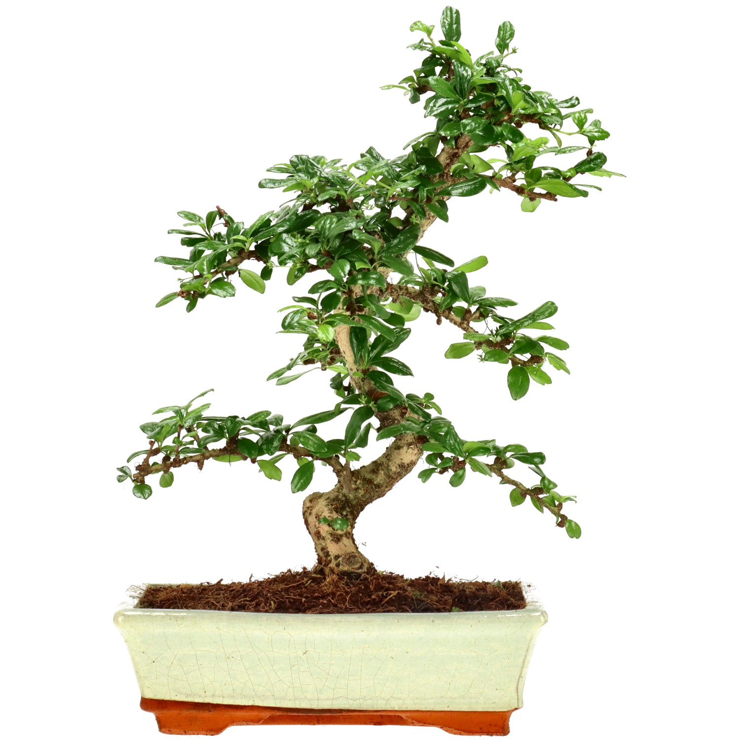 Árbol del Té de fukien, aprox. 12 años (34 cm)