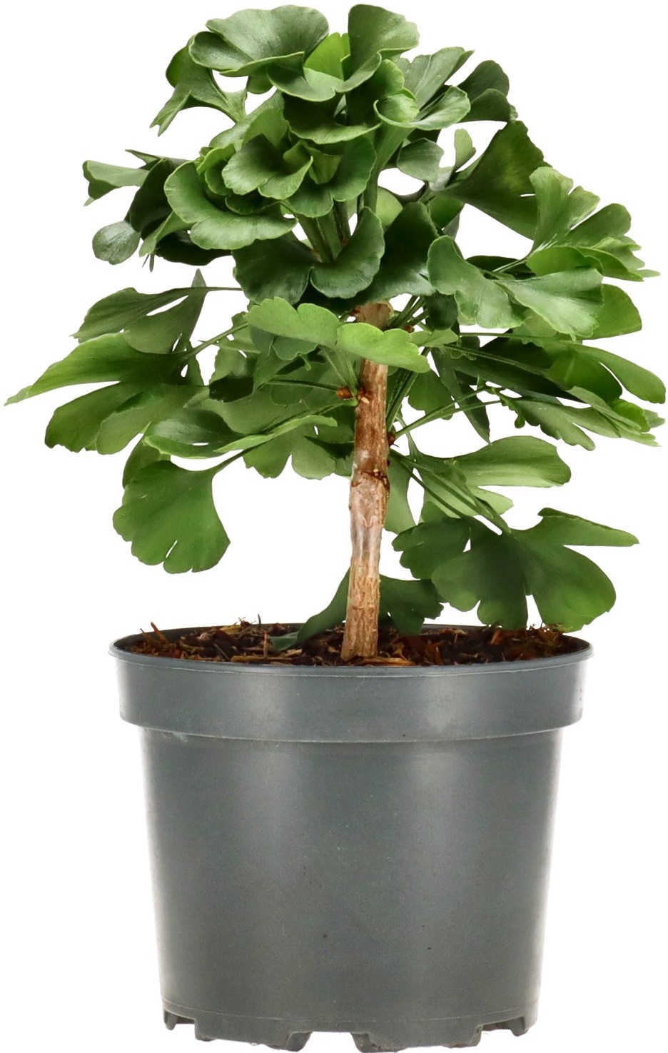 Ginkgo biloba, aprox. 4 años (15-25 cm)