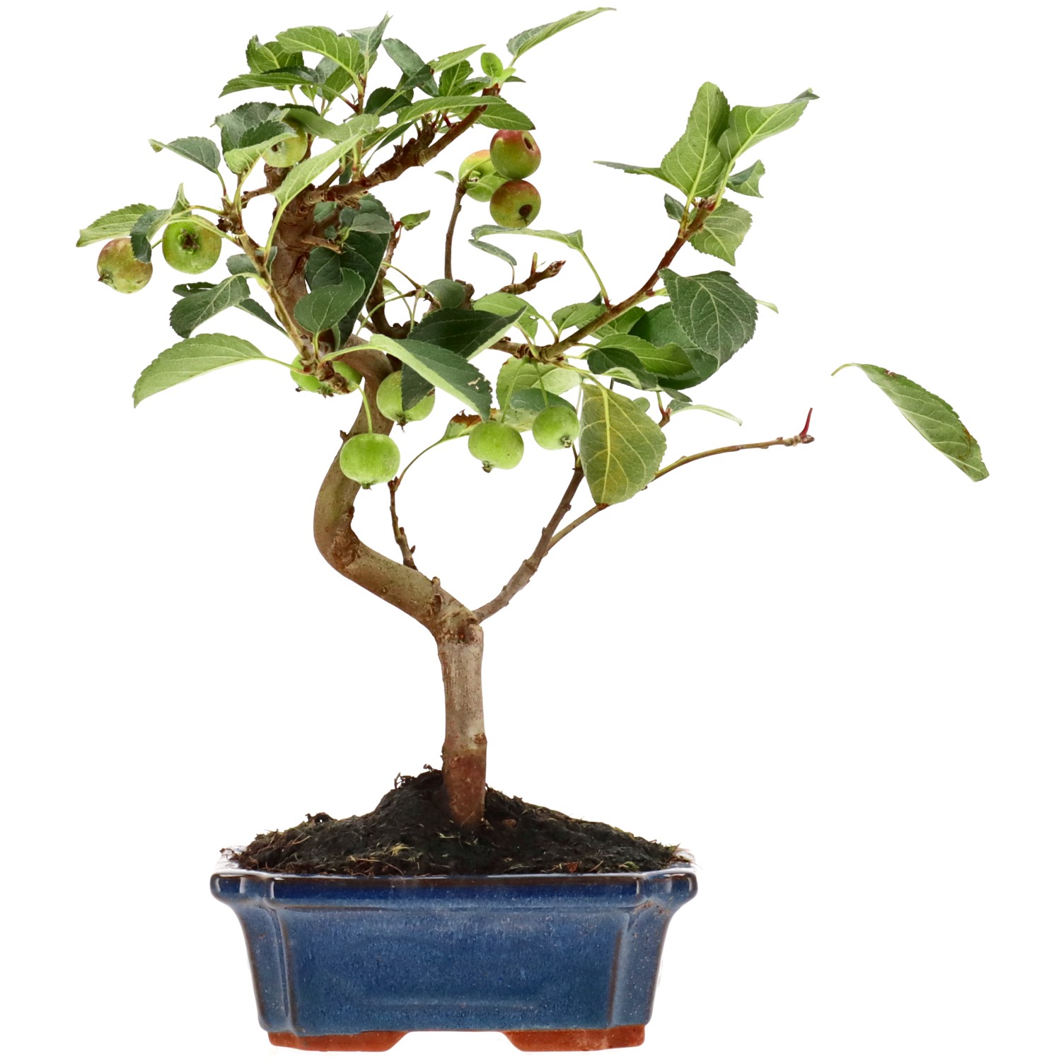 Manzano silvestre, aprox. 10 años (31 cm)