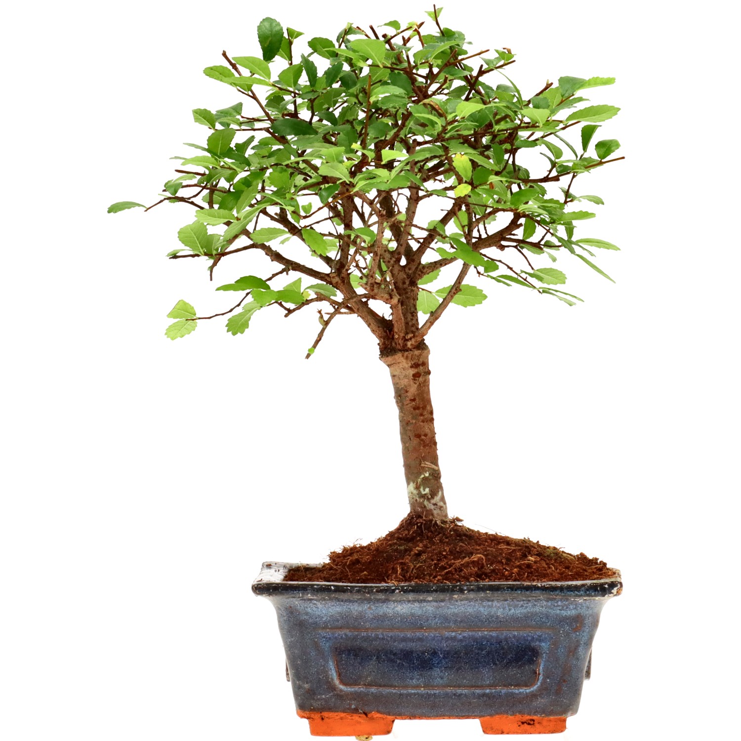 Chinese elm, approx. 6 y. (18 cm)