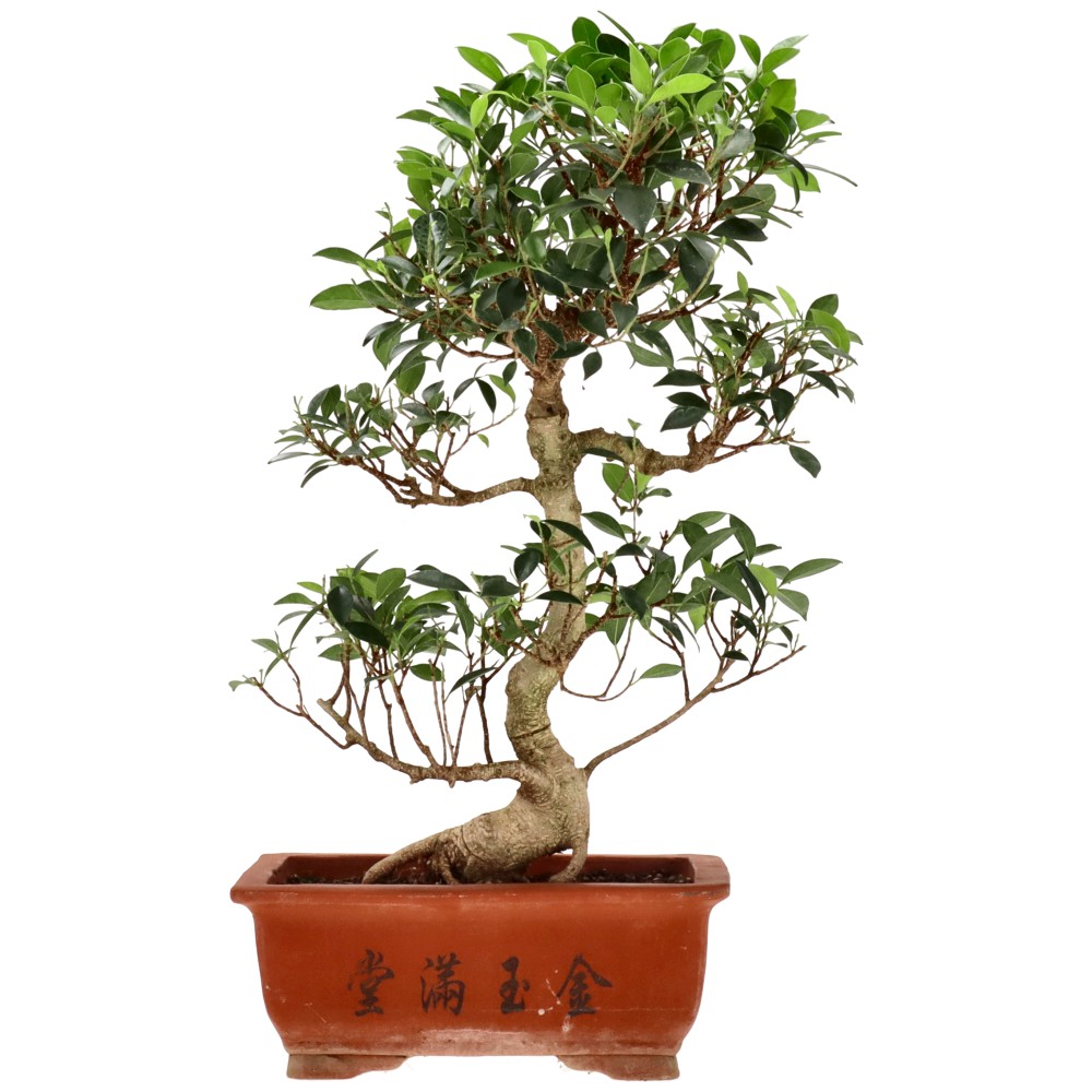 Chin. Feigenbaum (Retusa), ca. 16 J. (56 cm)