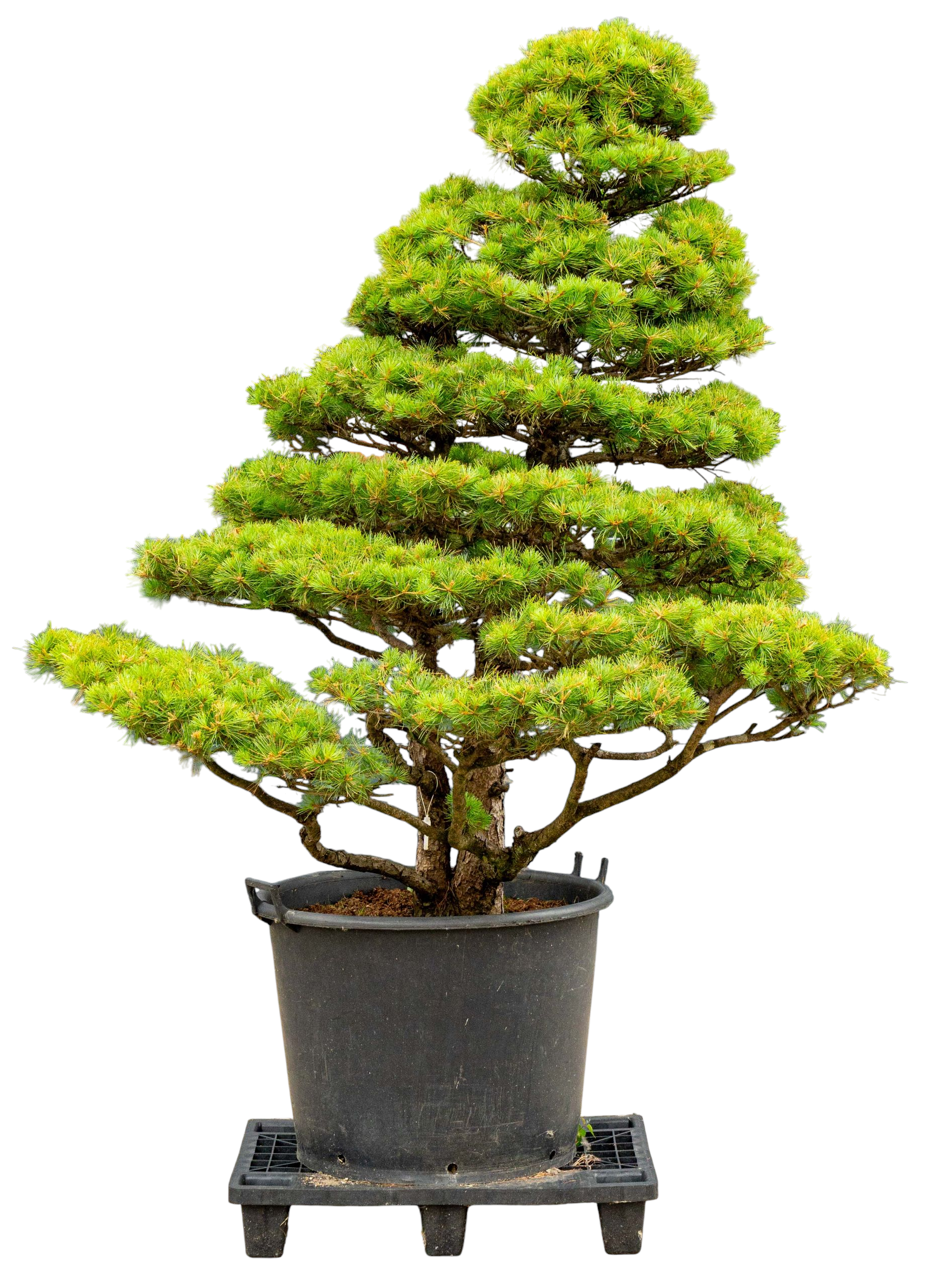 bonsai.fallbackImageTitle bonsai.fallbackImageTitle