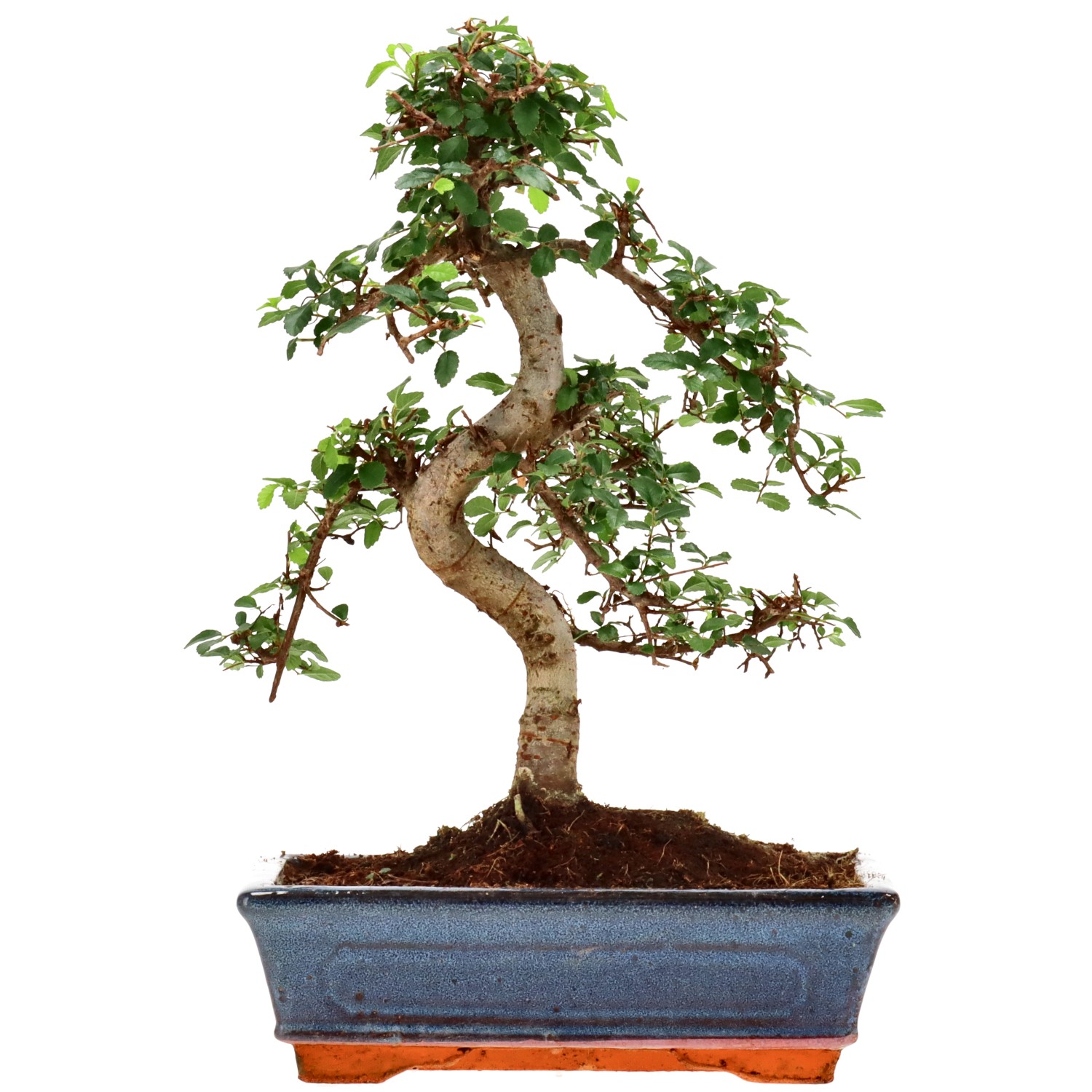 Chin. Ulme, ca. 12 J. (32 cm)