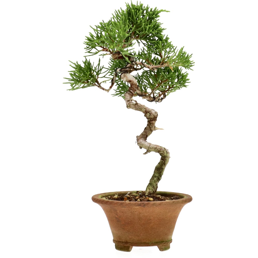 bonsai.fallbackImageTitle bonsai.fallbackImageTitle