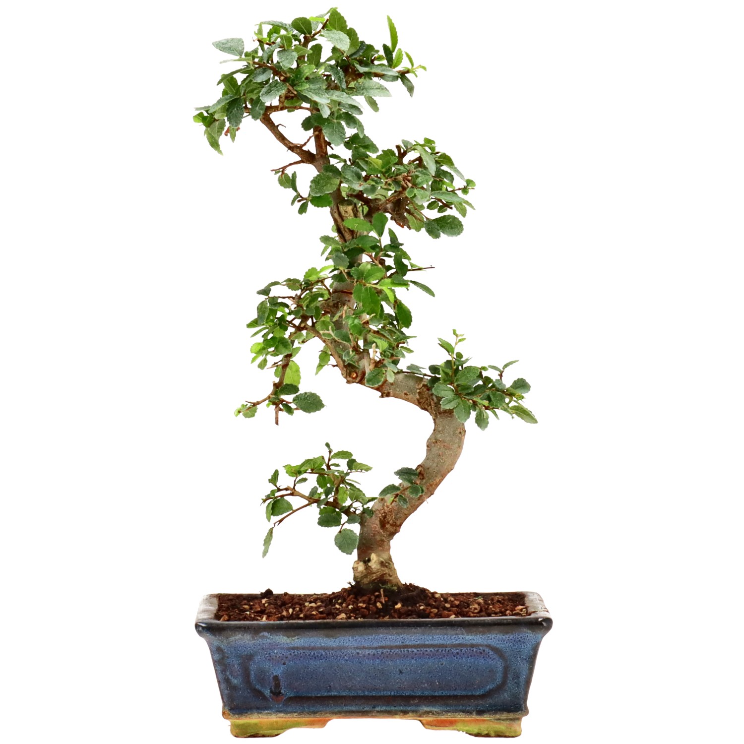 Olmo cinese, ca. 9 anni (31 cm)