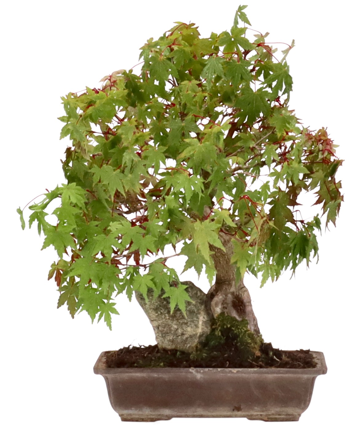 bonsai.fallbackImageTitle bonsai.fallbackImageTitle