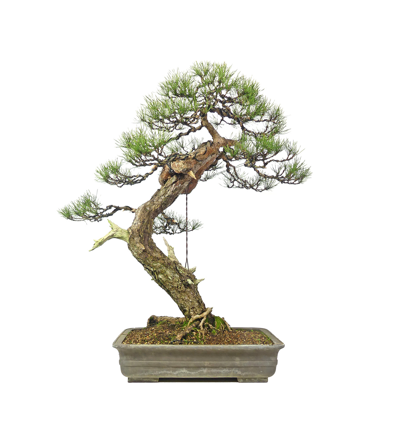 bonsai.fallbackImageTitle bonsai.fallbackImageTitle