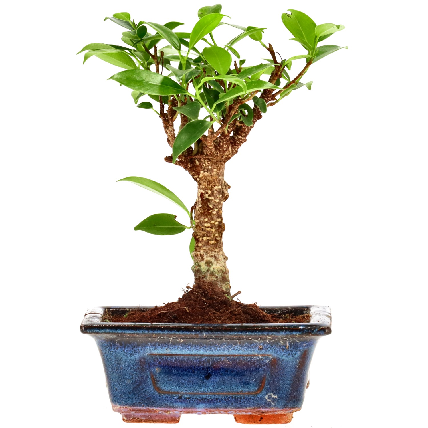 Indian Laurel, approx. 5 y. (15 cm)