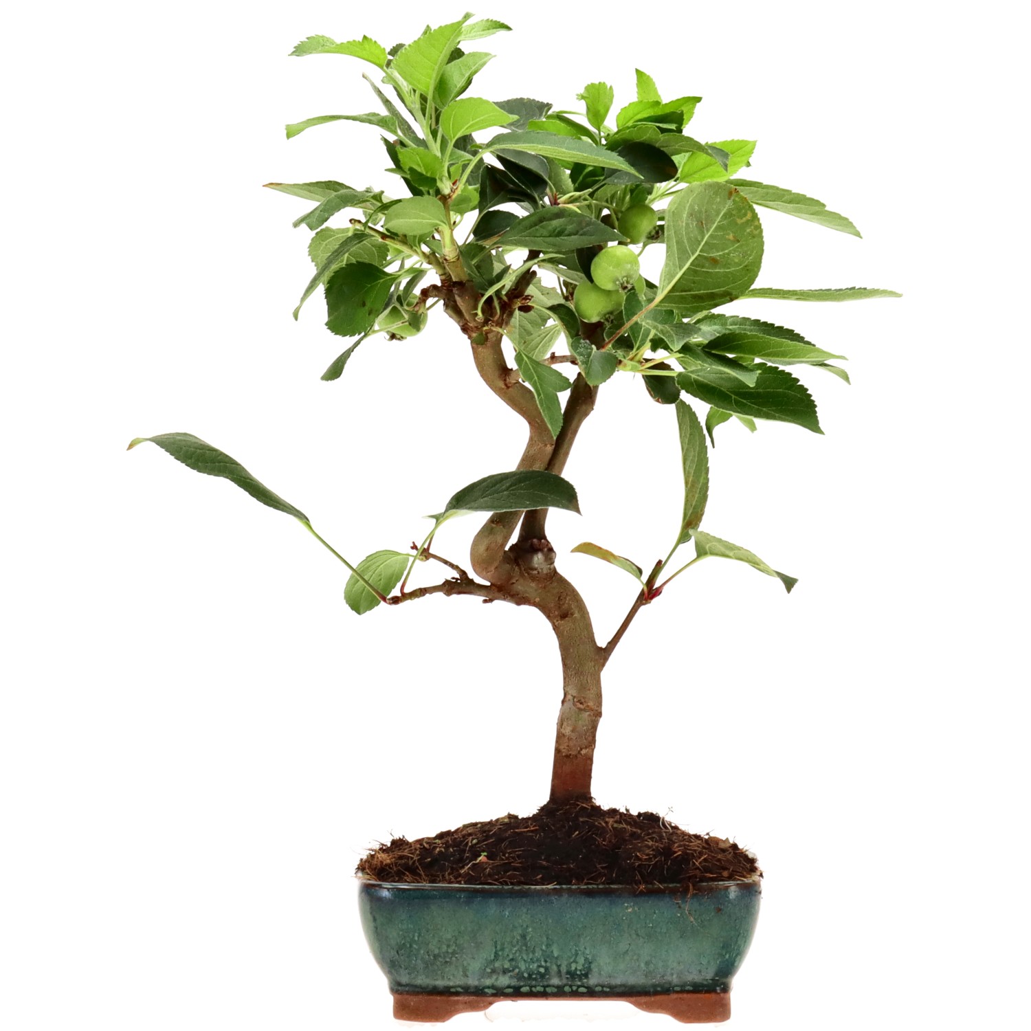 Zierapfel, ca. 8 J. (29 cm)