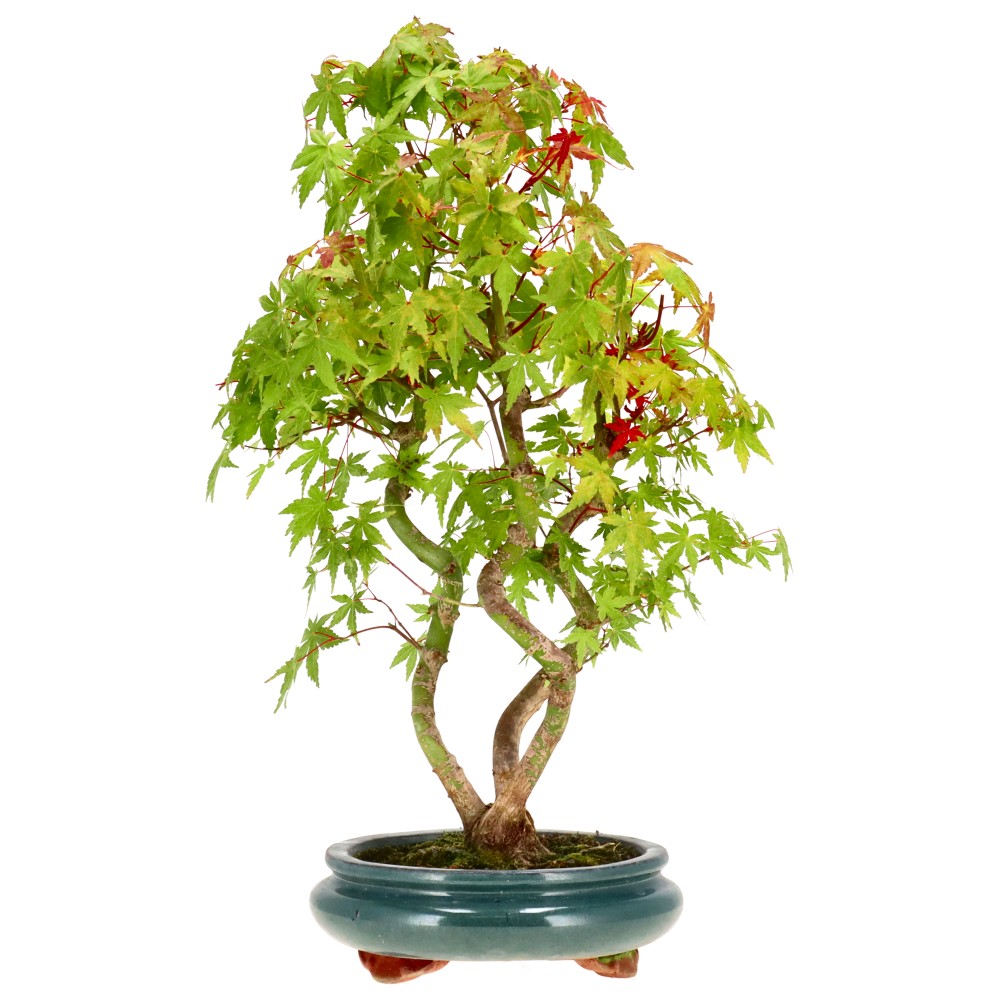 bonsai.fallbackImageTitle bonsai.fallbackImageTitle