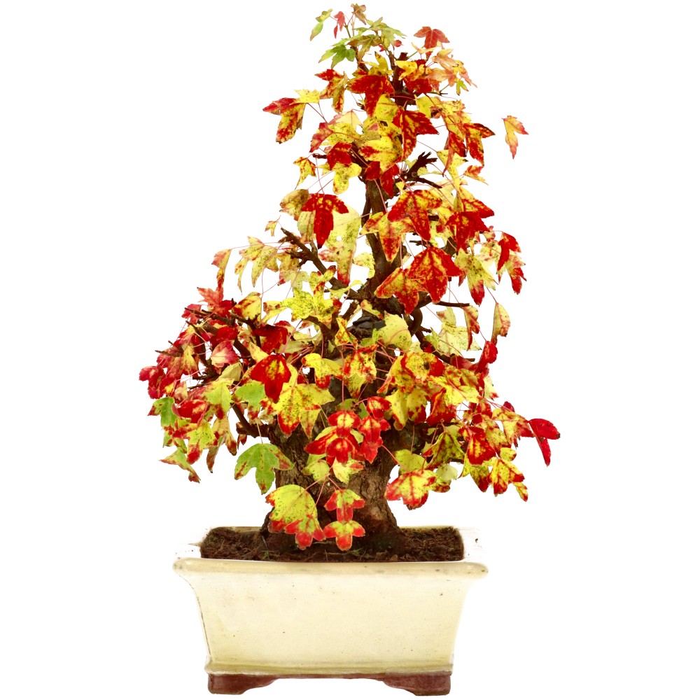 bonsai.fallbackImageTitle