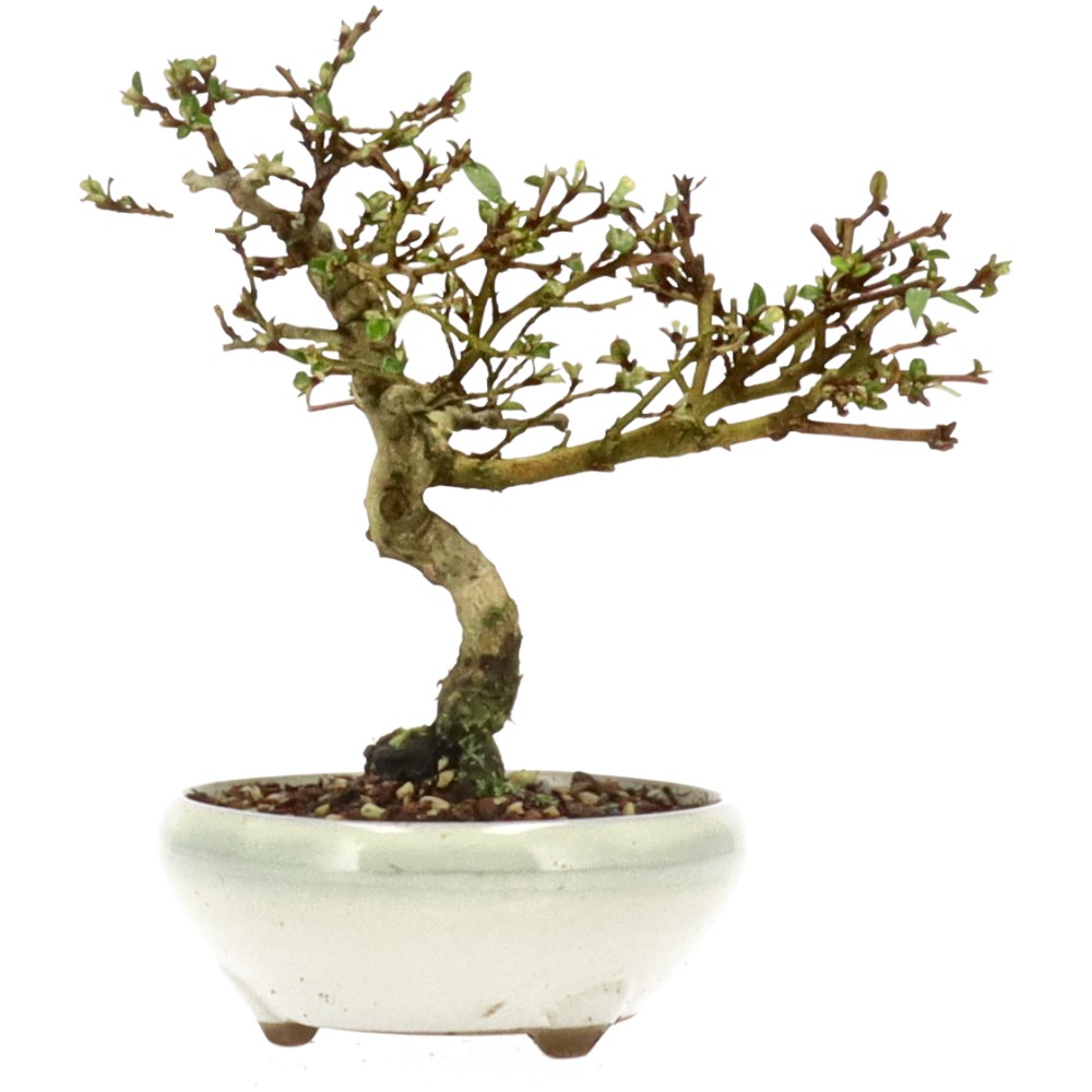 bonsai.fallbackImageTitle bonsai.fallbackImageTitle