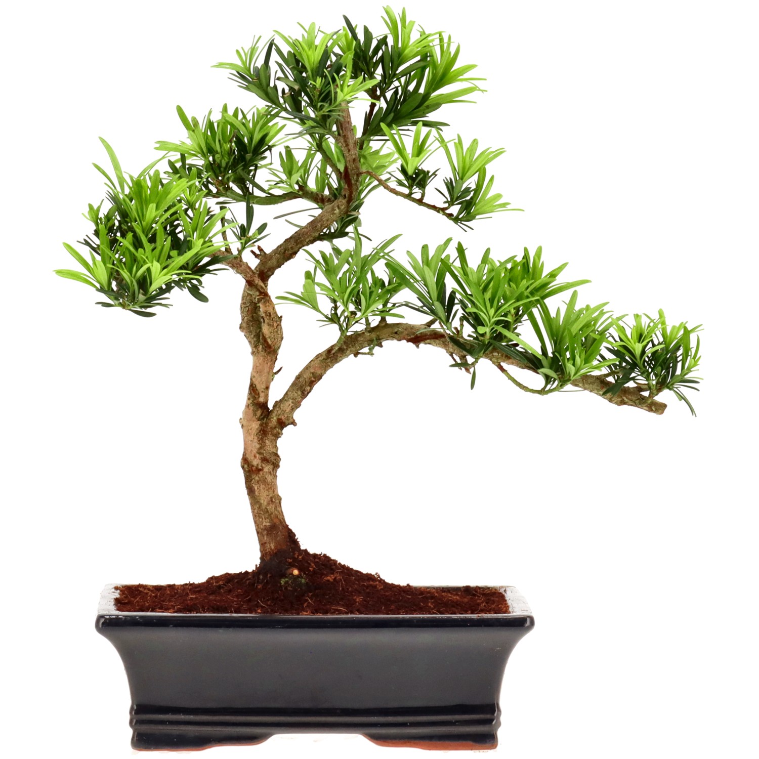 Chin. Steineibe, ca. 12 J. (32 cm)