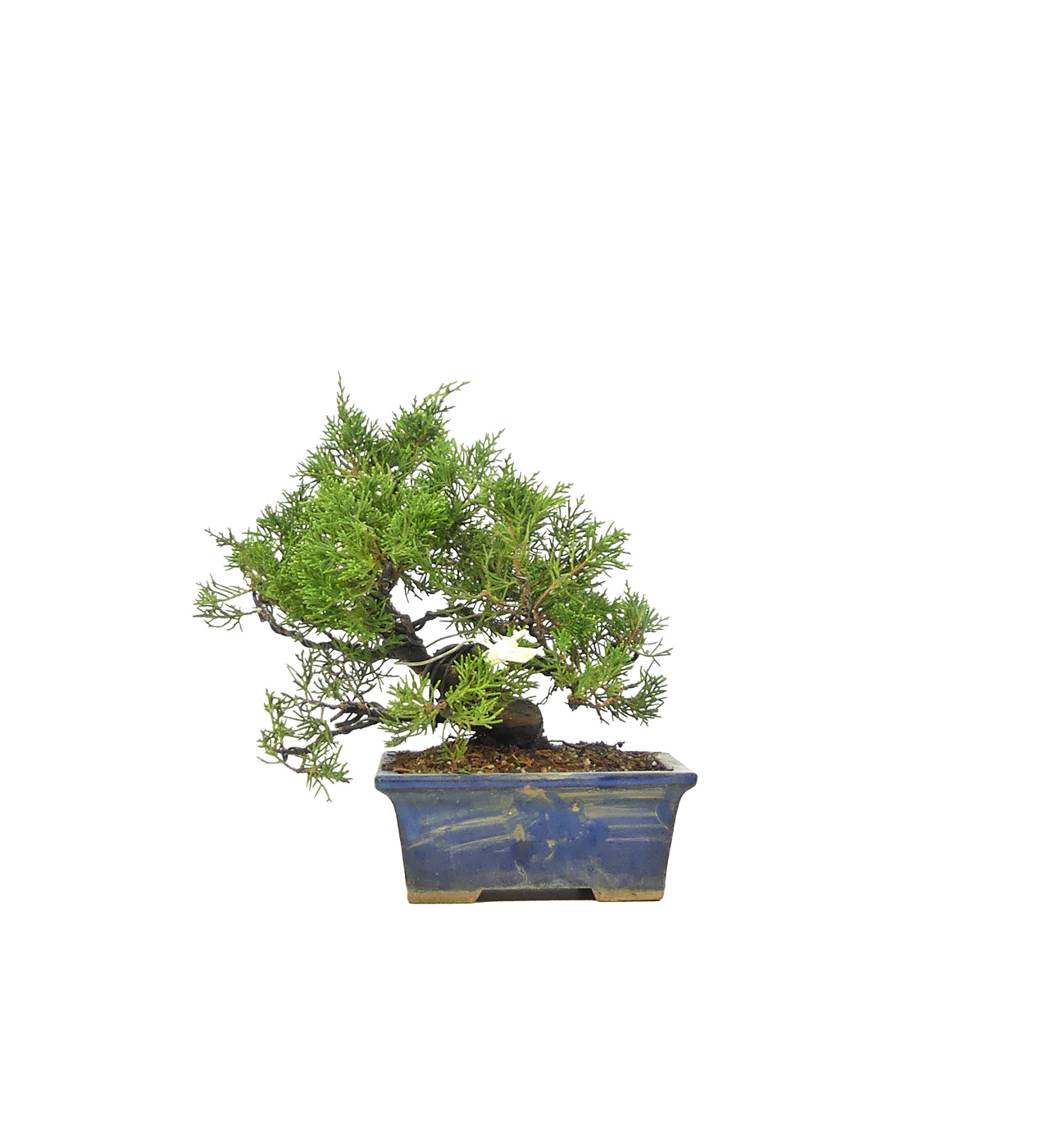 bonsai.fallbackImageTitle bonsai.fallbackImageTitle