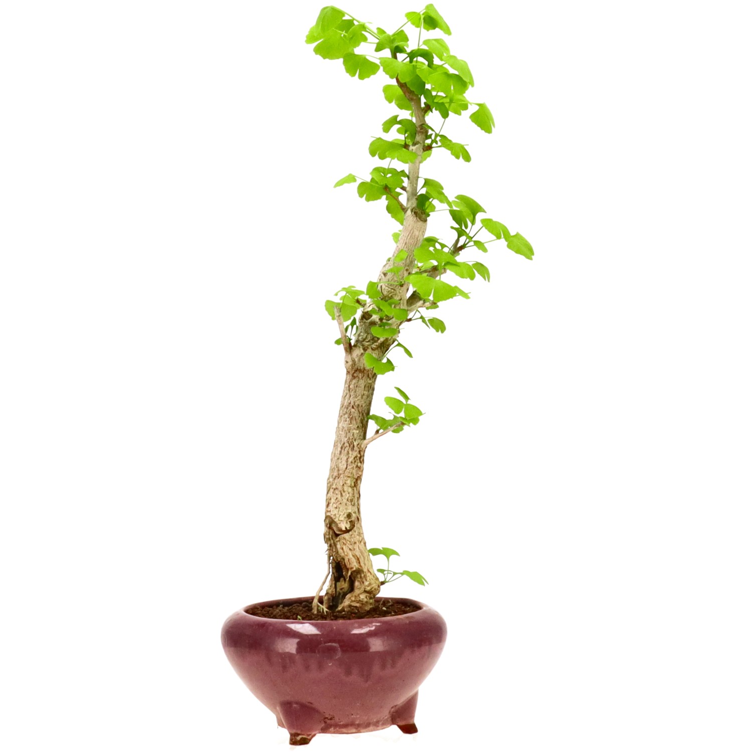 Ginkgo, ca. 12 J. (52 cm)