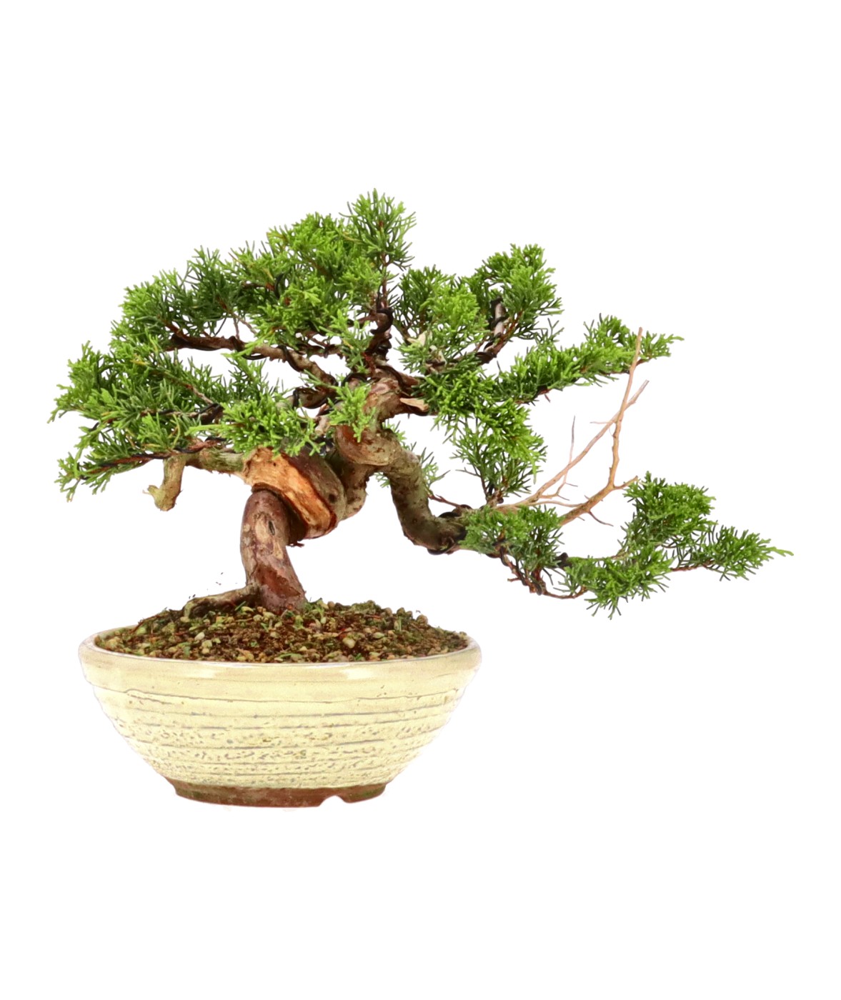 bonsai.fallbackImageTitle bonsai.fallbackImageTitle