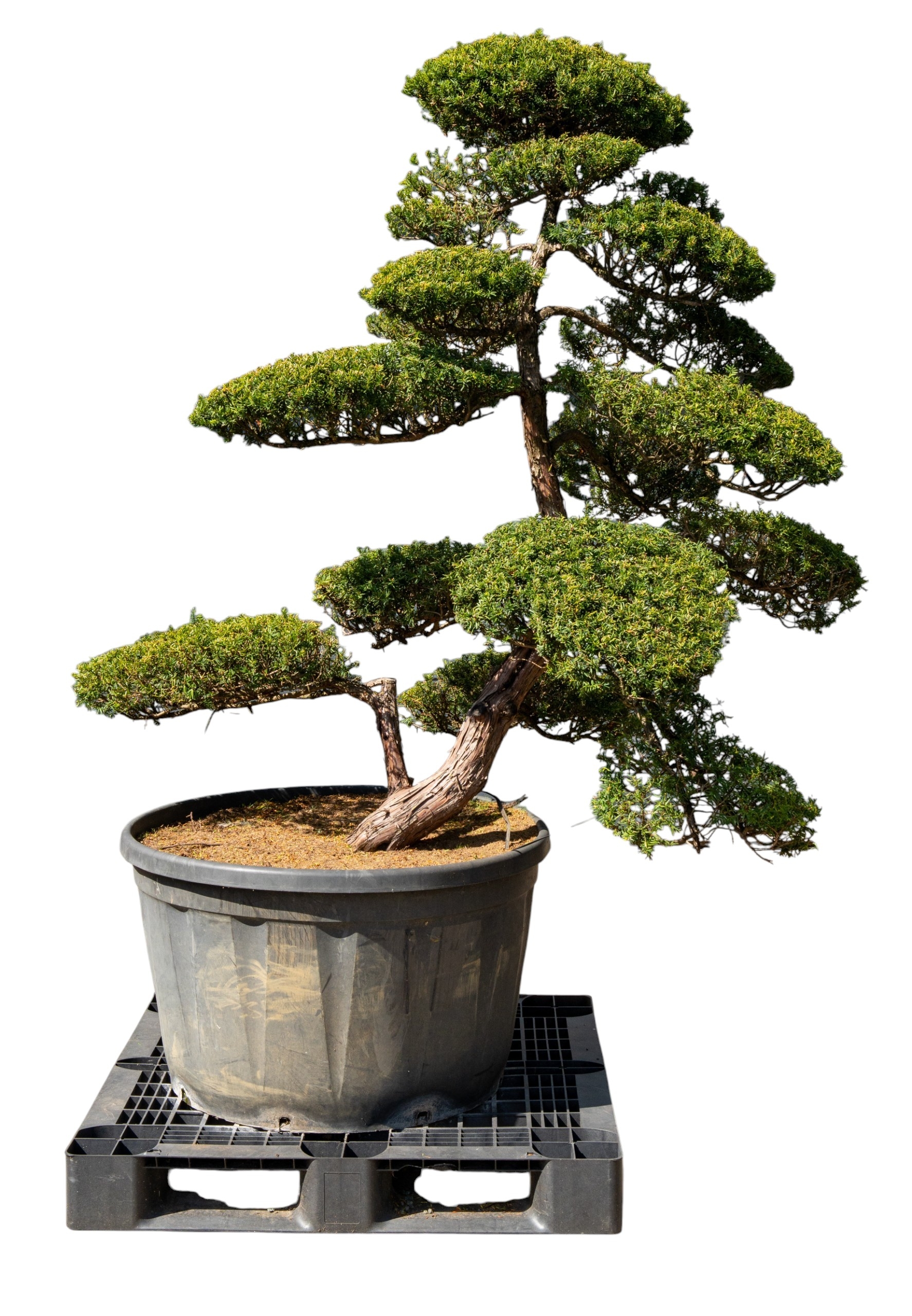 Gartenbonsai - Taxus cuspidata, ca. 40 Jahre (175 cm)