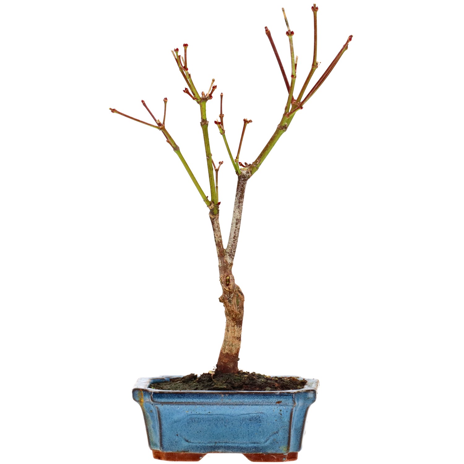 Jap. Maple (Atropurpureum), approx. 7 y. (31 cm)