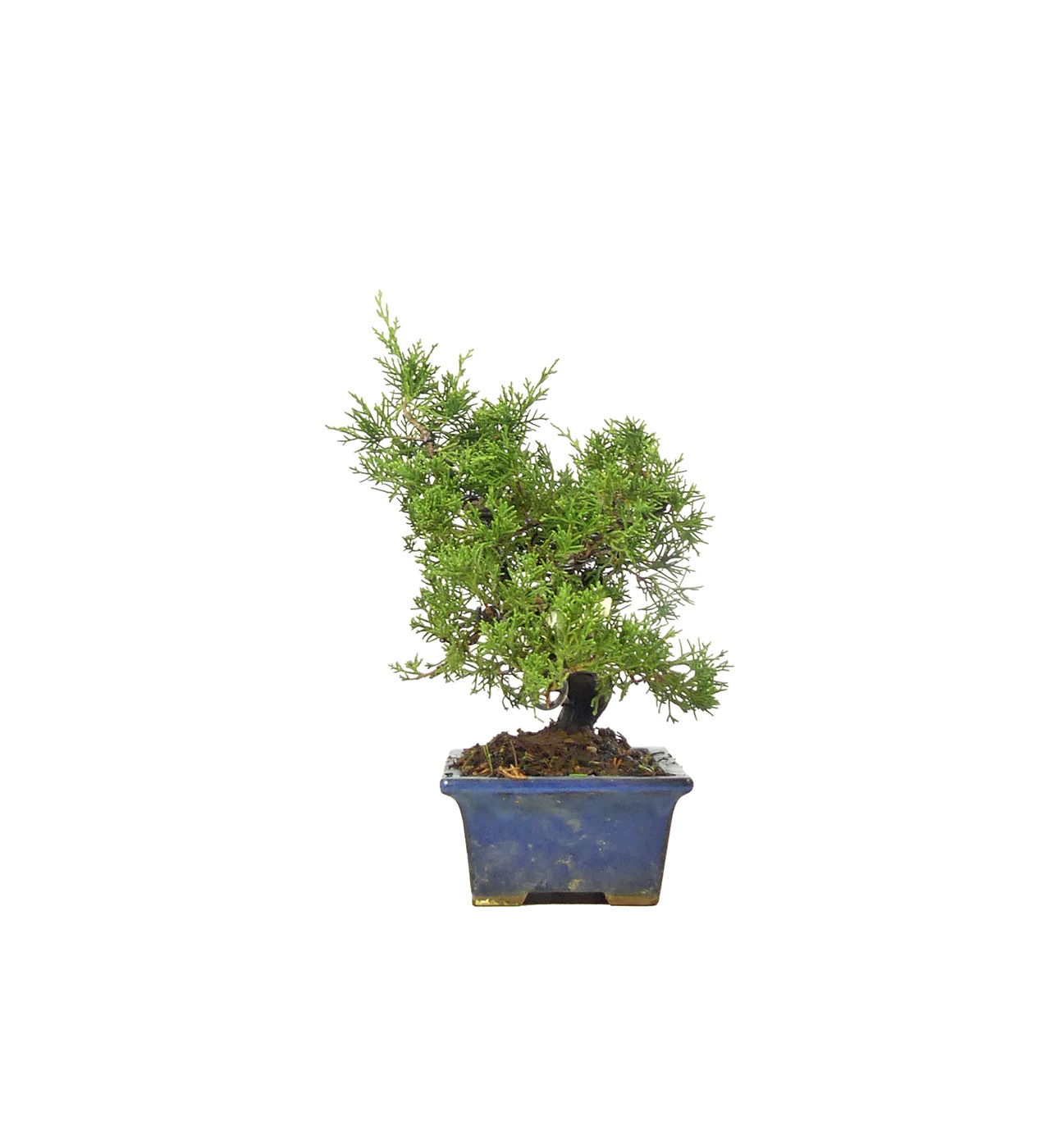 bonsai.fallbackImageTitle bonsai.fallbackImageTitle