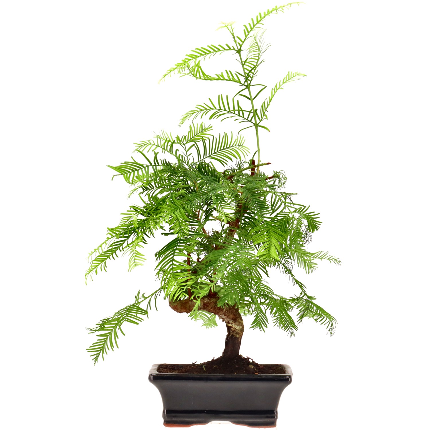 Metasequoia glyptostroboides, env. 8 ans (32 cm)