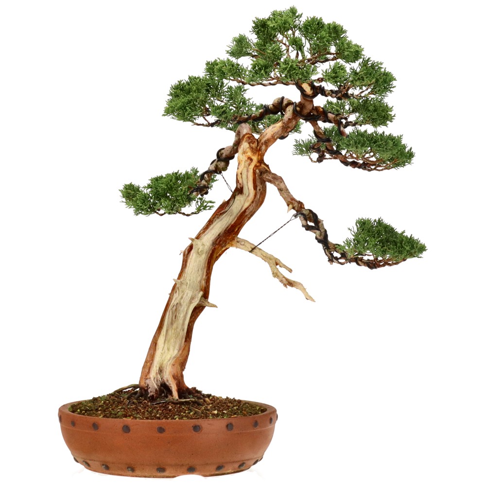 Genévrier de Chine, env. 30 ans (45 cm)