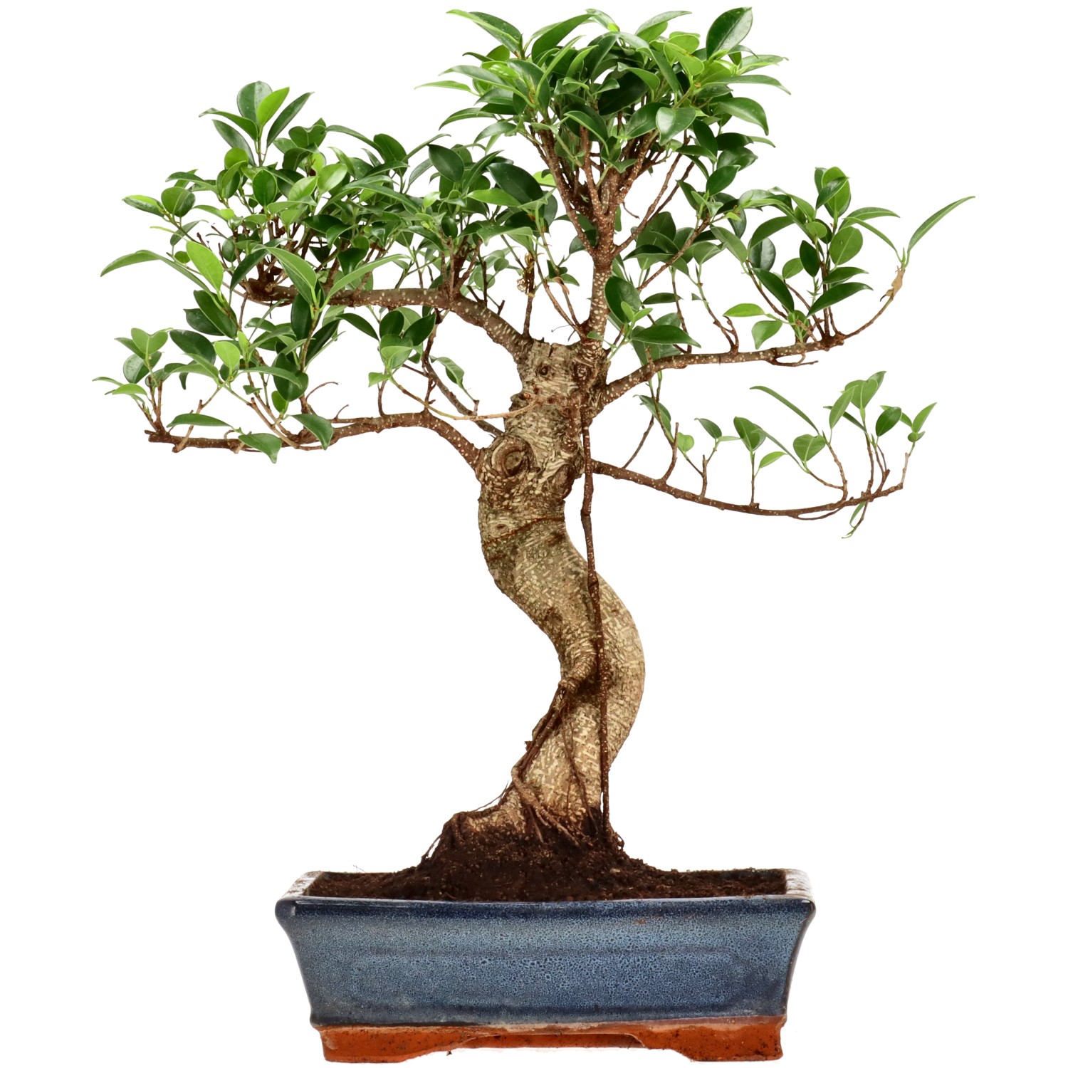 Ficus Retusa, env. 12 ans (40 cm)
