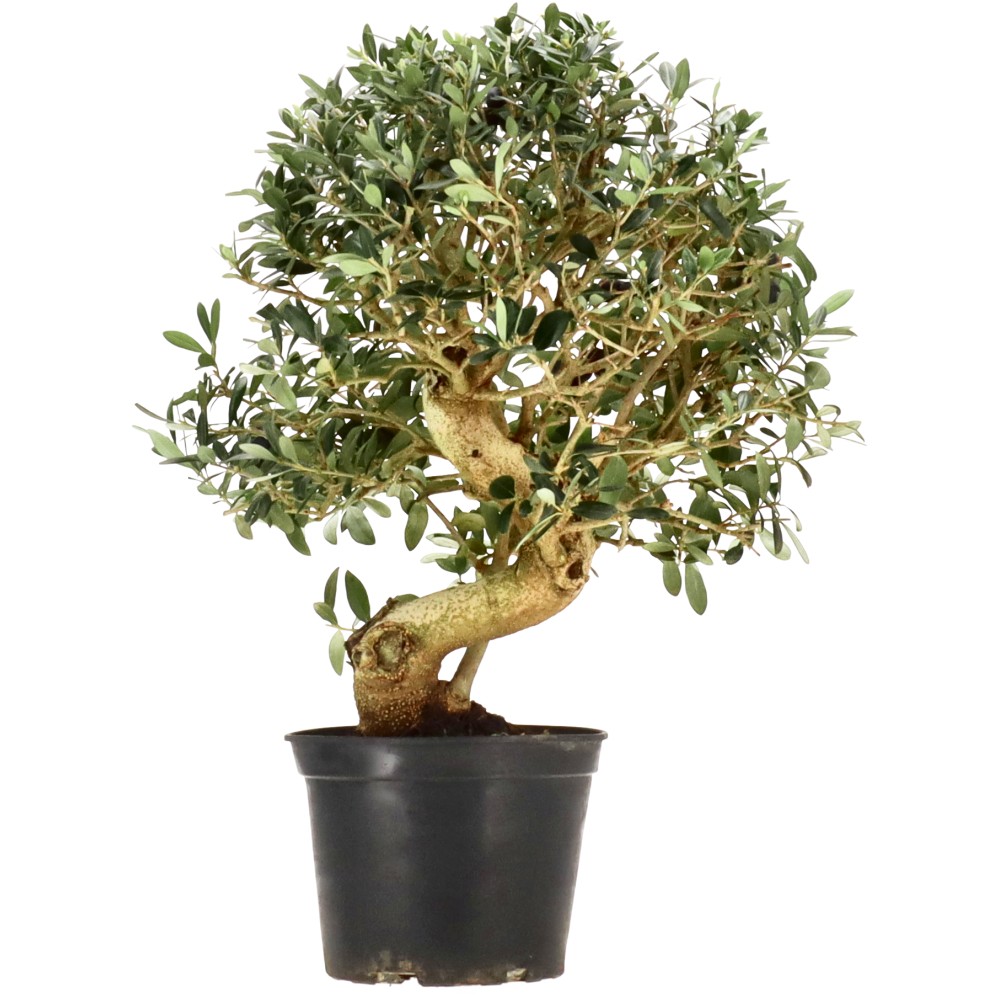 Olive, ca. 15 J. (42 cm)