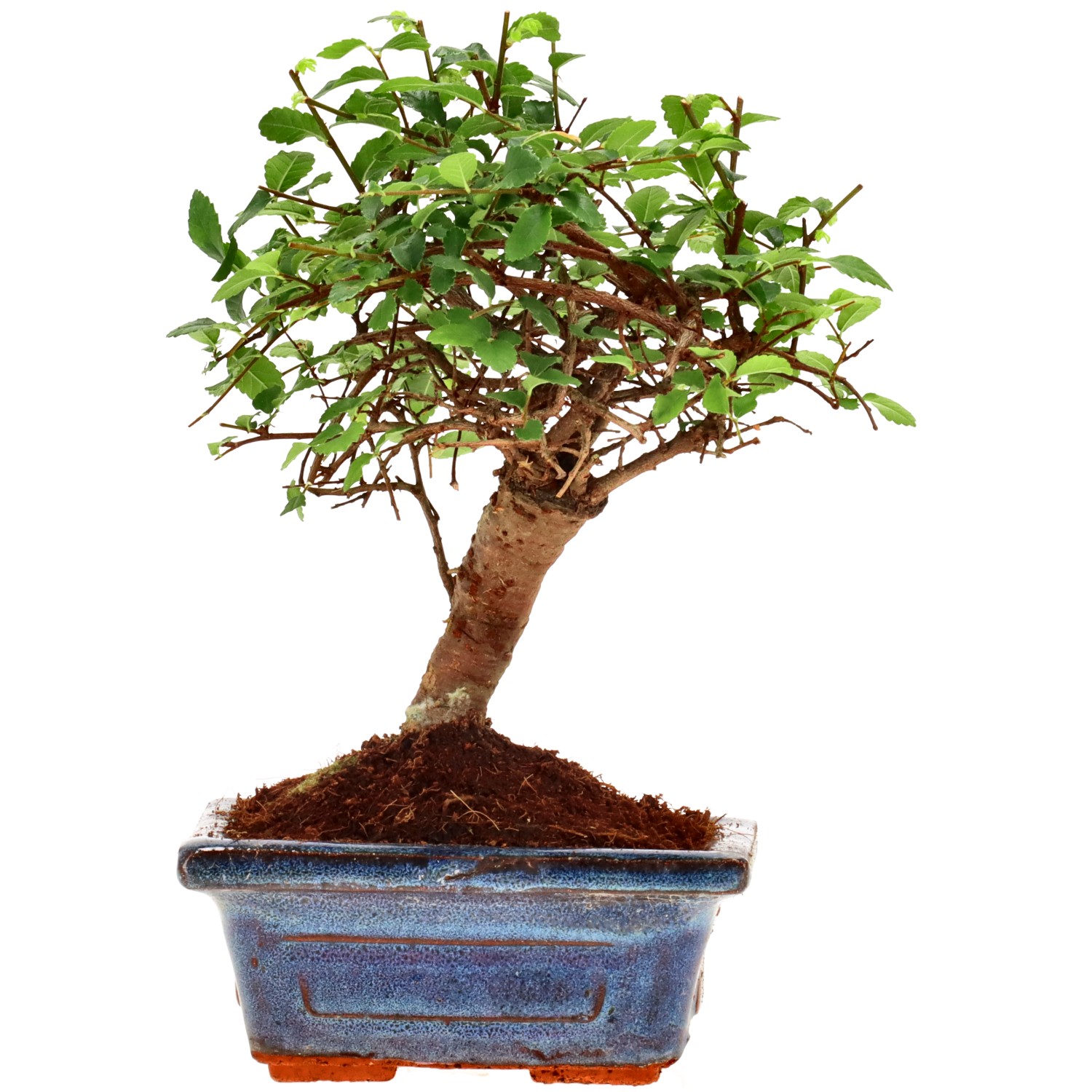 Chinese elm, approx. 6 y. (18 cm)