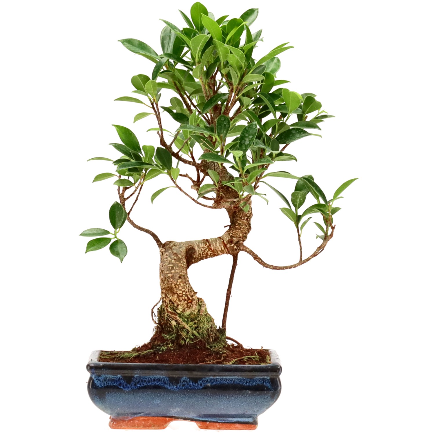 Vijgenboom, ca. 9 j. (29 cm)