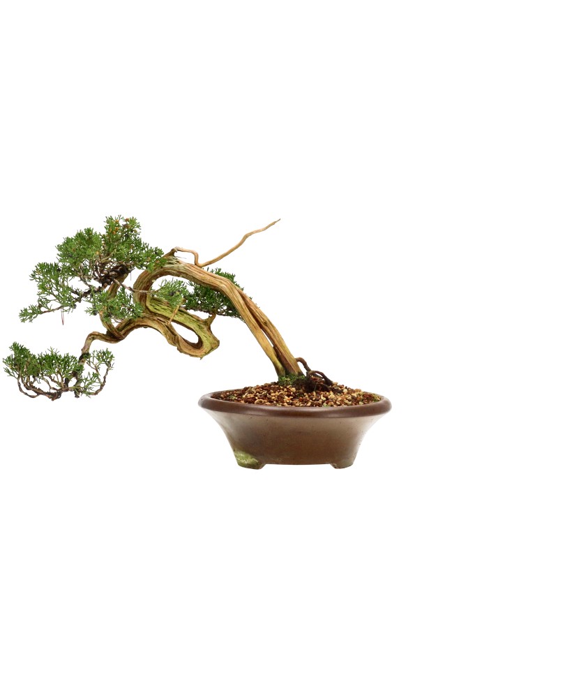 bonsai.fallbackImageTitle bonsai.fallbackImageTitle