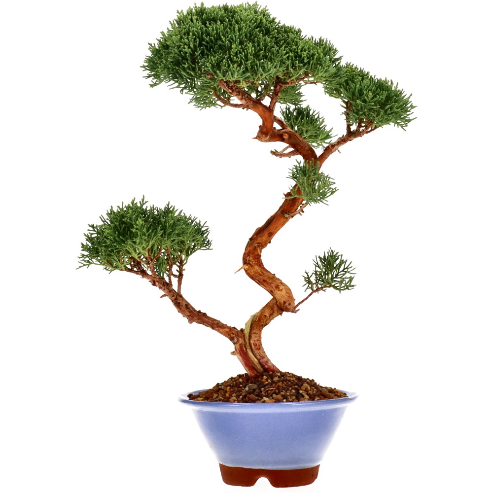 Chin. Wacholder, ca. 15 J. (25 cm)