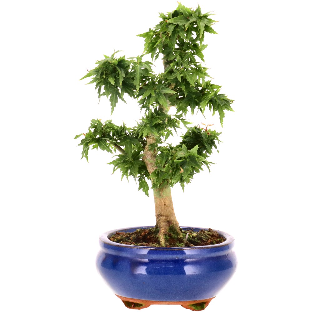 bonsai.fallbackImageTitle