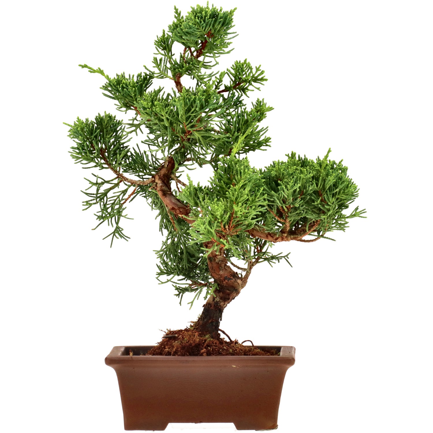 Chin. Wacholder, ca. 12 J. (24 cm)