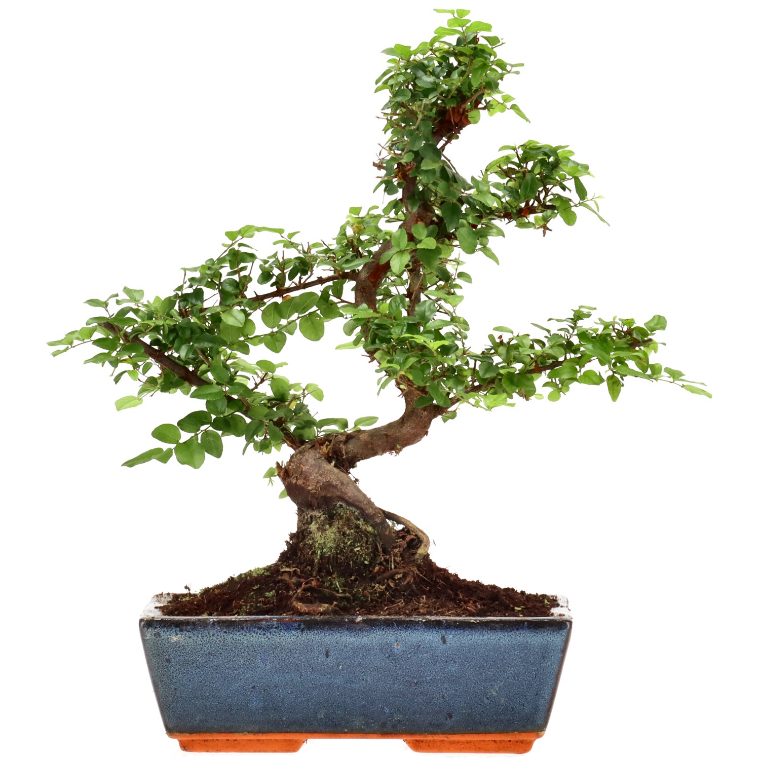 Sageretia theezans, aprox. 12 años (33 cm)