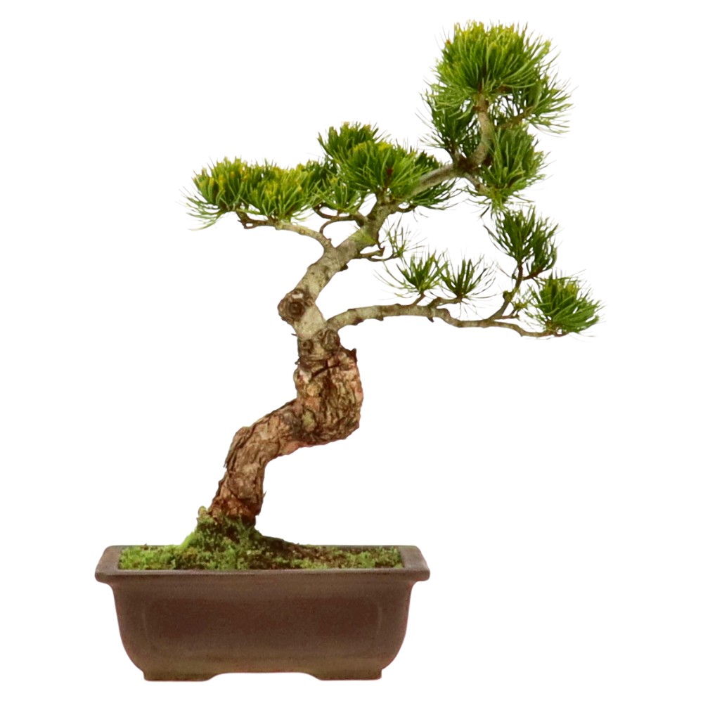 bonsai.fallbackImageTitle bonsai.fallbackImageTitle