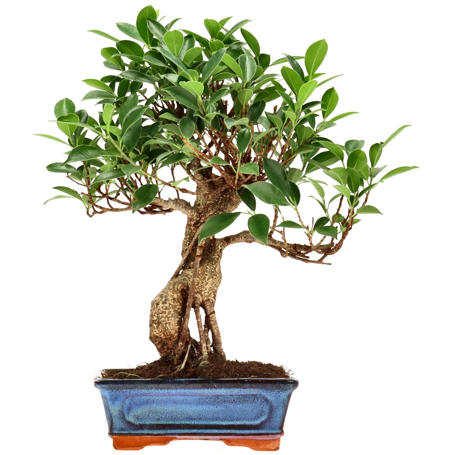Chin. Feigenbaum (Retusa), ca. 9 J. (33 cm)
