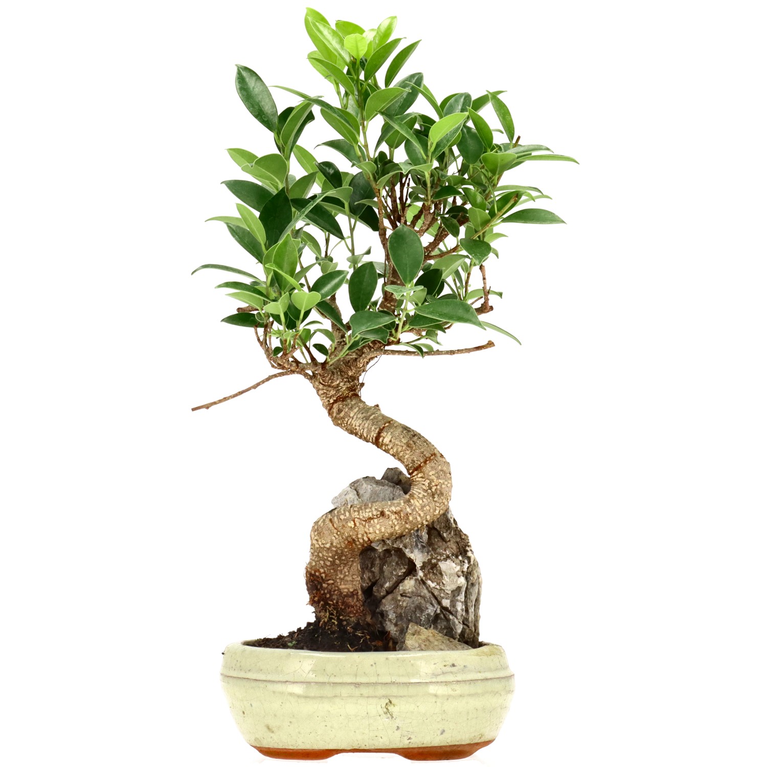 Chin. Feigenbaum (Retusa), ca. 9 J. (33 cm)
