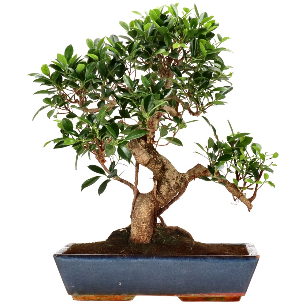 bonsai.fallbackImageTitle